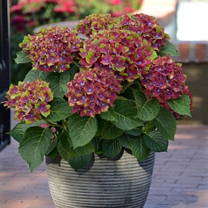 Hydrangea Pistachio